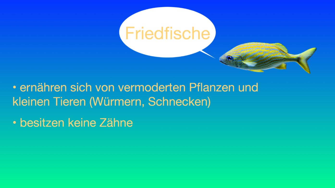Präsentation - Fische
