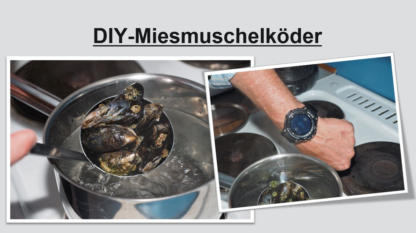 Präsentation - Miesmuscheln als Köder